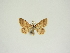  ( - BC ZSM Lep 84658)  @11 [ ] CreativeCommons - Attribution Non-Commercial Share-Alike (2014) Axel Hausmann/Bavarian State Collection of Zoology (ZSM) SNSB, Zoologische Staatssammlung Muenchen