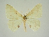  ( - BC ZSM Lep 84662)  @11 [ ] CreativeCommons - Attribution Non-Commercial Share-Alike (2014) Axel Hausmann/Bavarian State Collection of Zoology (ZSM) SNSB, Zoologische Staatssammlung Muenchen