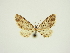  ( - BC ZSM Lep 84683)  @11 [ ] CreativeCommons - Attribution Non-Commercial Share-Alike (2014) Axel Hausmann/Bavarian State Collection of Zoology (ZSM) SNSB, Zoologische Staatssammlung Muenchen