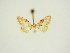  (Idaea completa - BC ZSM Lep 84721)  @11 [ ] CreativeCommons - Attribution Non-Commercial Share-Alike (2014) Axel Hausmann/Bavarian State Collection of Zoology (ZSM) SNSB, Zoologische Staatssammlung Muenchen