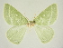  ( - BC ZSM Lep 84727)  @11 [ ] CreativeCommons - Attribution Non-Commercial Share-Alike (2014) Axel Hausmann/Bavarian State Collection of Zoology (ZSM) SNSB, Zoologische Staatssammlung Muenchen