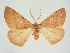  ( - BC ZSM Lep 84728)  @11 [ ] CreativeCommons - Attribution Non-Commercial Share-Alike (2014) Axel Hausmann/Bavarian State Collection of Zoology (ZSM) SNSB, Zoologische Staatssammlung Muenchen
