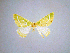  (Thetidia bilineata - BC ZSM Lep 84744)  @11 [ ] CreativeCommons - Attribution Non-Commercial Share-Alike (2014) Axel Hausmann/Bavarian State Collection of Zoology (ZSM) SNSB, Zoologische Staatssammlung Muenchen