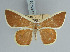  (Opisthoxia argenticincta - BC ZSM Lep 85793)  @11 [ ] CreativeCommons - Attribution Non-Commercial Share-Alike (2015) Axel Hausmann/Bavarian State Collection of Zoology (ZSM) SNSB, Zoologische Staatssammlung Muenchen