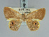  (Opisthoxia bolivari - BC ZSM Lep 85795)  @11 [ ] CreativeCommons - Attribution Non-Commercial Share-Alike (2015) Axel Hausmann/Bavarian State Collection of Zoology (ZSM) SNSB, Zoologische Staatssammlung Muenchen