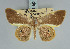  (Opisthoxia consequa - BC ZSM Lep 85796)  @11 [ ] CreativeCommons - Attribution Non-Commercial Share-Alike (2015) Axel Hausmann/Bavarian State Collection of Zoology (ZSM) SNSB, Zoologische Staatssammlung Muenchen