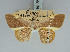  ( - BC ZSM Lep 85797)  @11 [ ] CreativeCommons - Attribution Non-Commercial Share-Alike (2015) Axel Hausmann/Bavarian State Collection of Zoology (ZSM) SNSB, Zoologische Staatssammlung Muenchen