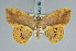  ( - BC ZSM Lep 85798)  @11 [ ] CreativeCommons - Attribution Non-Commercial Share-Alike (2015) Axel Hausmann/Bavarian State Collection of Zoology (ZSM) SNSB, Zoologische Staatssammlung Muenchen