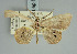  ( - BC ZSM Lep 85799)  @11 [ ] CreativeCommons - Attribution Non-Commercial Share-Alike (2015) Axel Hausmann/Bavarian State Collection of Zoology (ZSM) SNSB, Zoologische Staatssammlung Muenchen