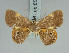  ( - BC ZSM Lep 85800)  @11 [ ] CreativeCommons - Attribution Non-Commercial Share-Alike (2015) Axel Hausmann/Bavarian State Collection of Zoology (ZSM) SNSB, Zoologische Staatssammlung Muenchen