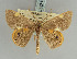  ( - BC ZSM Lep 85801)  @11 [ ] CreativeCommons - Attribution Non-Commercial Share-Alike (2015) Axel Hausmann/Bavarian State Collection of Zoology (ZSM) SNSB, Zoologische Staatssammlung Muenchen