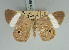  (Opisthoxia transversata - BC ZSM Lep 85802)  @11 [ ] CreativeCommons - Attribution Non-Commercial Share-Alike (2015) Axel Hausmann/Bavarian State Collection of Zoology (ZSM) SNSB, Zoologische Staatssammlung Muenchen
