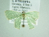  ( - BC ZSM Lep 85814)  @11 [ ] CreativeCommons - Attribution Non-Commercial Share-Alike (2015) Axel Hausmann/Bavarian State Collection of Zoology (ZSM) SNSB, Zoologische Staatssammlung Muenchen