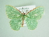  ( - BC ZSM Lep 85815)  @11 [ ] CreativeCommons - Attribution Non-Commercial Share-Alike (2015) Axel Hausmann/Bavarian State Collection of Zoology (ZSM) SNSB, Zoologische Staatssammlung Muenchen