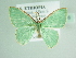  ( - BC ZSM Lep 85816)  @11 [ ] CreativeCommons - Attribution Non-Commercial Share-Alike (2015) Axel Hausmann/Bavarian State Collection of Zoology (ZSM) SNSB, Zoologische Staatssammlung Muenchen