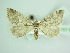  ( - BC ZSM Lep 85841)  @11 [ ] CreativeCommons - Attribution Non-Commercial Share-Alike (2015) Axel Hausmann/Bavarian State Collection of Zoology (ZSM) SNSB, Zoologische Staatssammlung Muenchen