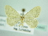  ( - BC ZSM Lep 85843)  @11 [ ] CreativeCommons - Attribution Non-Commercial Share-Alike (2015) Axel Hausmann/Bavarian State Collection of Zoology (ZSM) SNSB, Zoologische Staatssammlung Muenchen