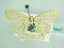  ( - BC ZSM Lep 85847)  @11 [ ] CreativeCommons - Attribution Non-Commercial Share-Alike (2015) Axel Hausmann/Bavarian State Collection of Zoology (ZSM) SNSB, Zoologische Staatssammlung Muenchen