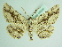  ( - BC ZSM Lep 85856)  @11 [ ] CreativeCommons - Attribution Non-Commercial Share-Alike (2015) Axel Hausmann/Bavarian State Collection of Zoology (ZSM) SNSB, Zoologische Staatssammlung Muenchen
