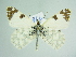  ( - BC ZSM Lep 85871)  @11 [ ] CreativeCommons - Attribution Non-Commercial Share-Alike (2015) Axel Hausmann/Bavarian State Collection of Zoology (ZSM) SNSB, Zoologische Staatssammlung Muenchen