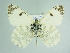  ( - BC ZSM Lep 85872)  @11 [ ] CreativeCommons - Attribution Non-Commercial Share-Alike (2015) Axel Hausmann/Bavarian State Collection of Zoology (ZSM) SNSB, Zoologische Staatssammlung Muenchen