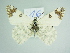  ( - BC ZSM Lep 85873)  @11 [ ] CreativeCommons - Attribution Non-Commercial Share-Alike (2015) Axel Hausmann/Bavarian State Collection of Zoology (ZSM) SNSB, Zoologische Staatssammlung Muenchen
