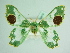  ( - BC ZSM Lep 85879)  @11 [ ] CreativeCommons - Attribution Non-Commercial Share-Alike (2015) Axel Hausmann/Bavarian State Collection of Zoology (ZSM) SNSB, Zoologische Staatssammlung Muenchen