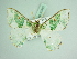  ( - BC ZSM Lep 85882)  @11 [ ] CreativeCommons - Attribution Non-Commercial Share-Alike (2015) Axel Hausmann/Bavarian State Collection of Zoology (ZSM) SNSB, Zoologische Staatssammlung Muenchen