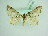  ( - BC ZSM Lep 85883)  @11 [ ] CreativeCommons - Attribution Non-Commercial Share-Alike (2015) Axel Hausmann/Bavarian State Collection of Zoology (ZSM) SNSB, Zoologische Staatssammlung Muenchen