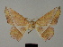 ( - BC ZSM Lep a 76009)  @11 [ ] CreativeCommons - Attribution Non-Commercial Share-Alike (2013) Axel Hausmann/Bavarian State Collection of Zoology (ZSM) SNSB, Zoologische Staatssammlung Muenchen