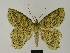  ( - BC ZSM Lep a 76017)  @11 [ ] CreativeCommons - Attribution Non-Commercial Share-Alike (2013) Axel Hausmann/Bavarian State Collection of Zoology (ZSM) SNSB, Zoologische Staatssammlung Muenchen