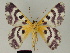  ( - BC ZSM Lep a 76021)  @11 [ ] CreativeCommons - Attribution Non-Commercial Share-Alike (2013) Axel Hausmann/Bavarian State Collection of Zoology (ZSM) SNSB, Zoologische Staatssammlung Muenchen