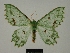  ( - BC ZSM Lep a 76034)  @11 [ ] CreativeCommons - Attribution Non-Commercial Share-Alike (2013) Axel Hausmann/Bavarian State Collection of Zoology (ZSM) SNSB, Zoologische Staatssammlung Muenchen