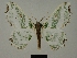  ( - BC ZSM Lep a 76035)  @11 [ ] CreativeCommons - Attribution Non-Commercial Share-Alike (2013) Axel Hausmann/Bavarian State Collection of Zoology (ZSM) SNSB, Zoologische Staatssammlung Muenchen