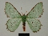  (Victoria immunifica - BC ZSM Lep a 76037)  @11 [ ] CreativeCommons - Attribution Non-Commercial Share-Alike (2013) Axel Hausmann/Bavarian State Collection of Zoology (ZSM) SNSB, Zoologische Staatssammlung Muenchen