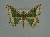  ( - BC ZSM Lep a 76051)  @11 [ ] CreativeCommons - Attribution Non-Commercial Share-Alike (2013) Axel Hausmann/Bavarian State Collection of Zoology (ZSM) SNSB, Zoologische Staatssammlung Muenchen