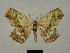  ( - BC ZSM Lep a 76060)  @11 [ ] CreativeCommons - Attribution Non-Commercial Share-Alike (2013) Axel Hausmann/Bavarian State Collection of Zoology (ZSM) SNSB, Zoologische Staatssammlung Muenchen