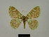  ( - BC ZSM Lep a 76062)  @11 [ ] CreativeCommons - Attribution Non-Commercial Share-Alike (2013) Axel Hausmann/Bavarian State Collection of Zoology (ZSM) SNSB, Zoologische Staatssammlung Muenchen