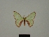  ( - BC ZSM Lep a 76063)  @11 [ ] CreativeCommons - Attribution Non-Commercial Share-Alike (2013) Axel Hausmann/Bavarian State Collection of Zoology (ZSM) SNSB, Zoologische Staatssammlung Muenchen