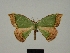  ( - BC ZSM Lep a 76077)  @11 [ ] CreativeCommons - Attribution Non-Commercial Share-Alike (2013) Axel Hausmann/Bavarian State Collection of Zoology (ZSM) SNSB, Zoologische Staatssammlung Muenchen