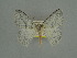  ( - BC ZSM Lep a 76097)  @11 [ ] CreativeCommons - Attribution Non-Commercial Share-Alike (2013) Axel Hausmann/Bavarian State Collection of Zoology (ZSM) SNSB, Zoologische Staatssammlung Muenchen