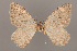  ( - BC ZSM Lep 103420)  @11 [ ] CreativeCommons - Attribution Non-Commercial Share-Alike (2018) SNSB, Staatliche Naturwissenschaftliche Sammlungen Bayerns ZSM (SNSB, Zoologische Staatssammlung Muenchen)