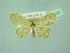  ( - BC ZSM Lep 103432)  @11 [ ] CreativeCommons - Attribution Non-Commercial Share-Alike (2018) SNSB, Staatliche Naturwissenschaftliche Sammlungen Bayerns ZSM (SNSB, Zoologische Staatssammlung Muenchen)
