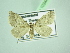  ( - BC ZSM Lep 103441)  @11 [ ] CreativeCommons - Attribution Non-Commercial Share-Alike (2018) SNSB, Staatliche Naturwissenschaftliche Sammlungen Bayerns ZSM (SNSB, Zoologische Staatssammlung Muenchen)