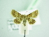 ( - BC ZSM Lep 103447)  @11 [ ] CreativeCommons - Attribution Non-Commercial Share-Alike (2018) SNSB, Staatliche Naturwissenschaftliche Sammlungen Bayerns ZSM (SNSB, Zoologische Staatssammlung Muenchen)