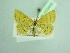  (Idaea luteolaria - BC ZSM Lep 103448)  @11 [ ] CreativeCommons - Attribution Non-Commercial Share-Alike (2018) SNSB, Staatliche Naturwissenschaftliche Sammlungen Bayerns ZSM (SNSB, Zoologische Staatssammlung Muenchen)