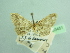  ( - BC ZSM Lep 103451)  @11 [ ] CreativeCommons - Attribution Non-Commercial Share-Alike (2018) SNSB, Staatliche Naturwissenschaftliche Sammlungen Bayerns ZSM (SNSB, Zoologische Staatssammlung Muenchen)