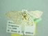  (Idaea acutipennis - BC ZSM Lep 103456)  @11 [ ] CreativeCommons - Attribution Non-Commercial Share-Alike (2018) SNSB, Staatliche Naturwissenschaftliche Sammlungen Bayerns ZSM (SNSB, Zoologische Staatssammlung Muenchen)