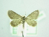 (Idaea saleri - BC ZSM Lep 103458)  @11 [ ] CreativeCommons - Attribution Non-Commercial Share-Alike (2018) SNSB, Staatliche Naturwissenschaftliche Sammlungen Bayerns ZSM (SNSB, Zoologische Staatssammlung Muenchen)