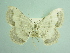  (Scopula concinnaria - BC ZSM Lep 103462)  @11 [ ] CreativeCommons - Attribution Non-Commercial Share-Alike (2018) SNSB, Staatliche Naturwissenschaftliche Sammlungen Bayerns ZSM (SNSB, Zoologische Staatssammlung Muenchen)